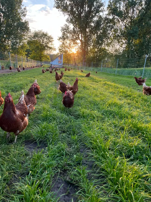 Hühner laufen in der Abendsonne über die Wiese, im Hintergrund der Mobilstall