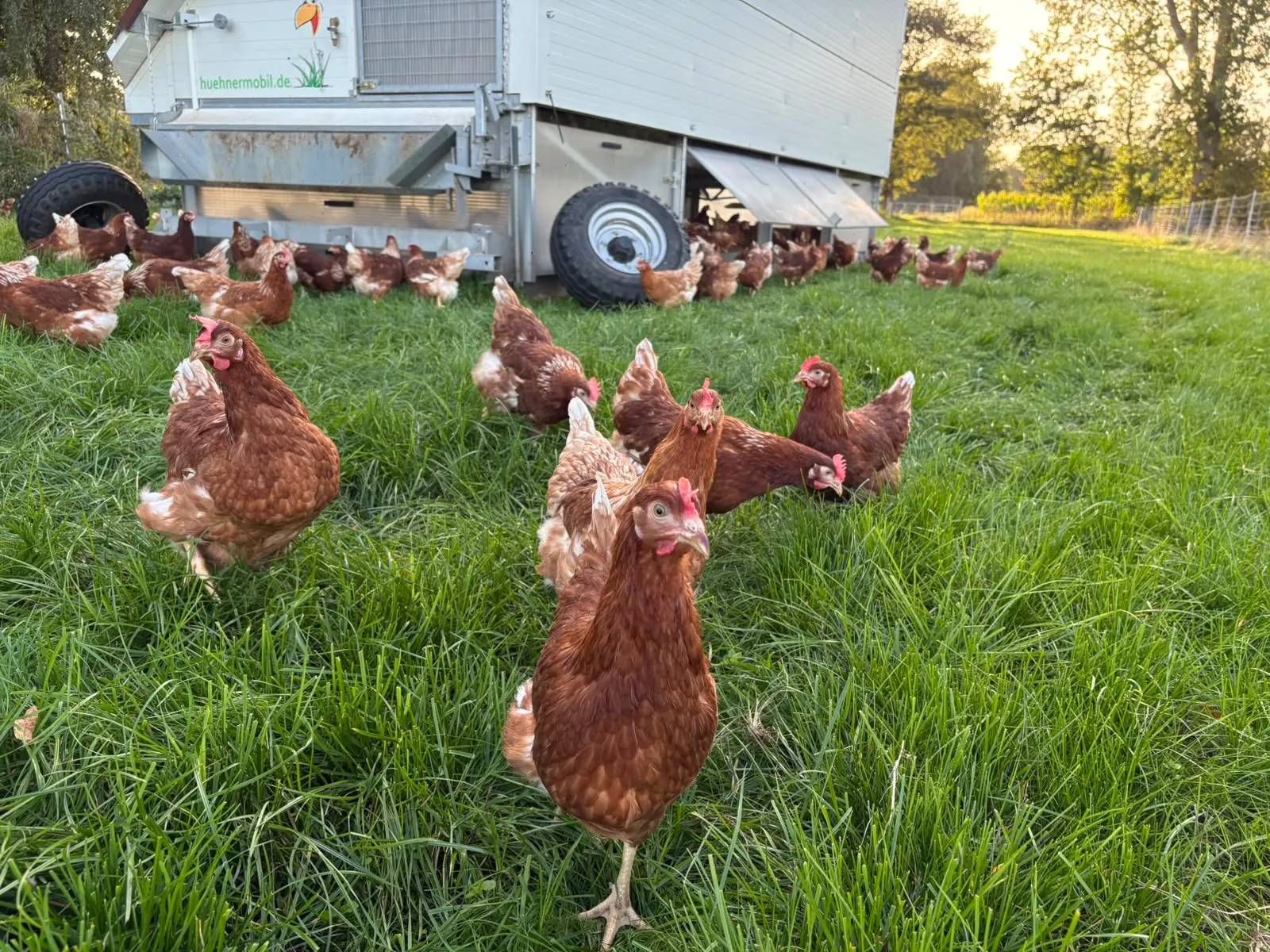 Neugierige Hühner auf der Wiese vor dem Mobilstall