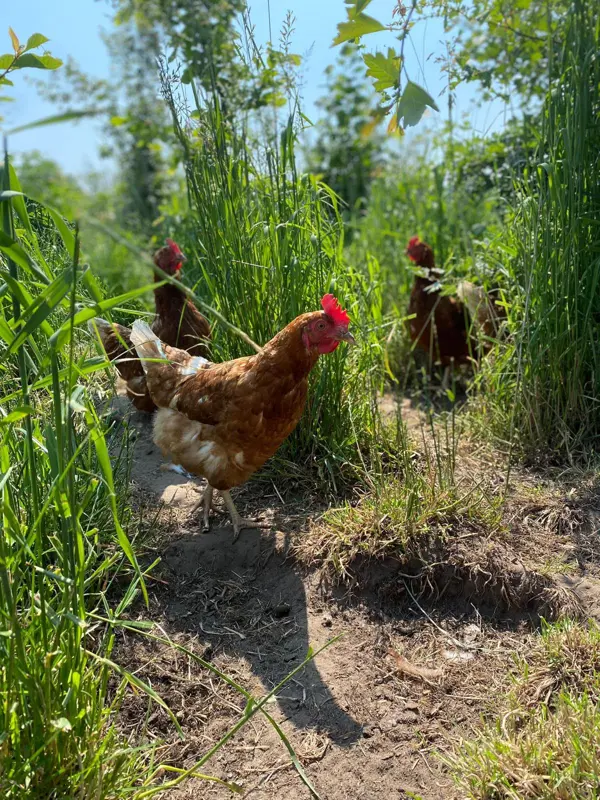 Ein braunes Huhn im hohen Gras