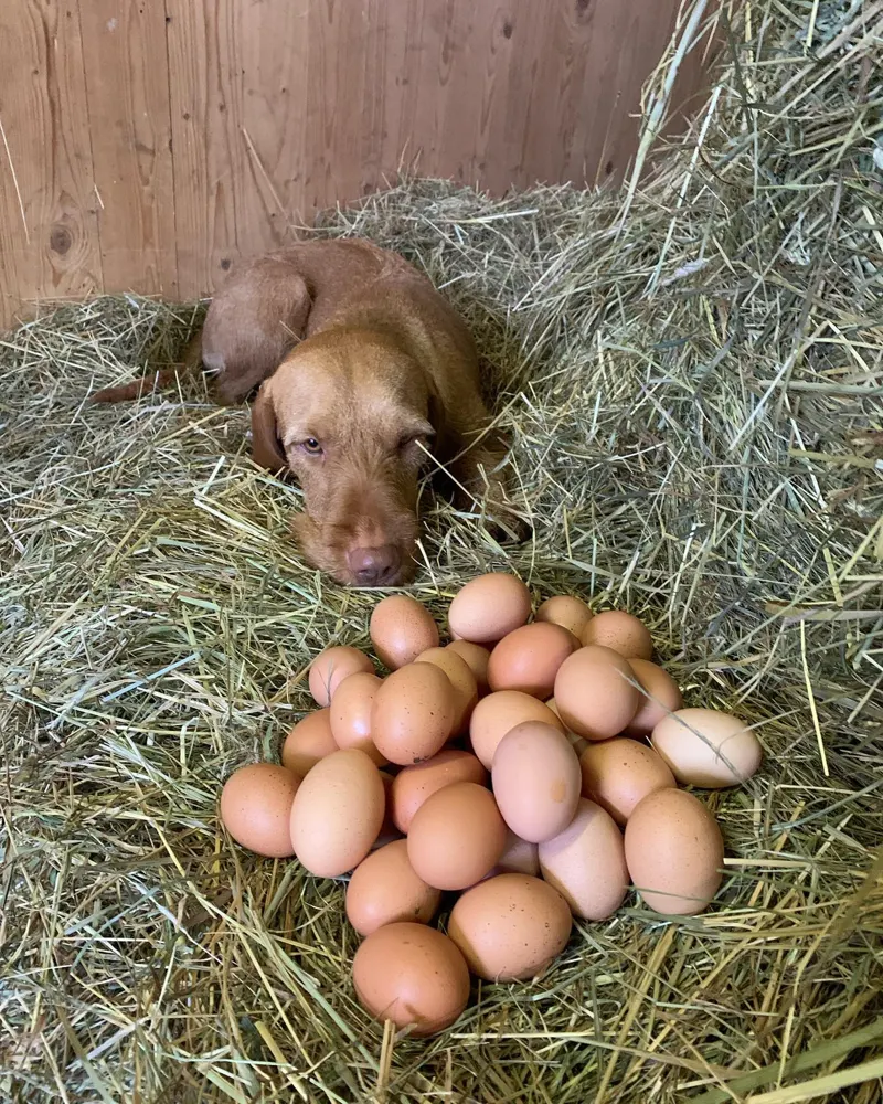 Hofhund liegt im Stroh, vor ihm ein Haufen frischer brauner Eier